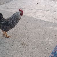 Svobodni petleta , снимка 3 - Кокошки и пуйки - 45312024