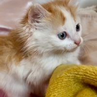 Турска ангора, чистокръвна ангорка, пухкаво двуцветно коте, женско котенце, ангорче, снимка 3 - Ангорски - 45958027