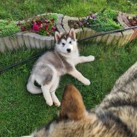 Куче Аляски Маламут, снимка 10 - Други - 44878685