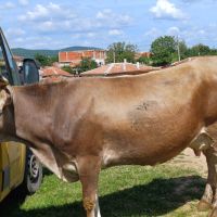 Продавам крава за курбан байрам, снимка 2 - Крави - 45892962