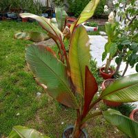 червен банан маурелий, снимка 6 - Градински цветя и растения - 43203940