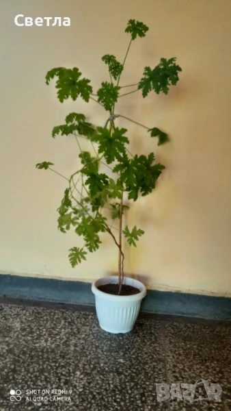 Продавам индрише, снимка 1