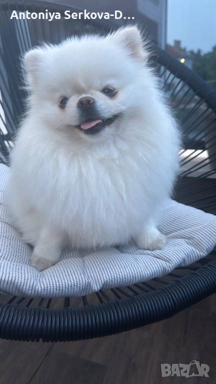 Померан, снимка 1