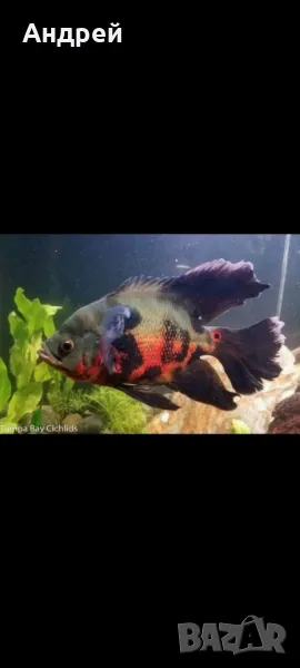 Шлаерен астронатус (оскар), снимка 1