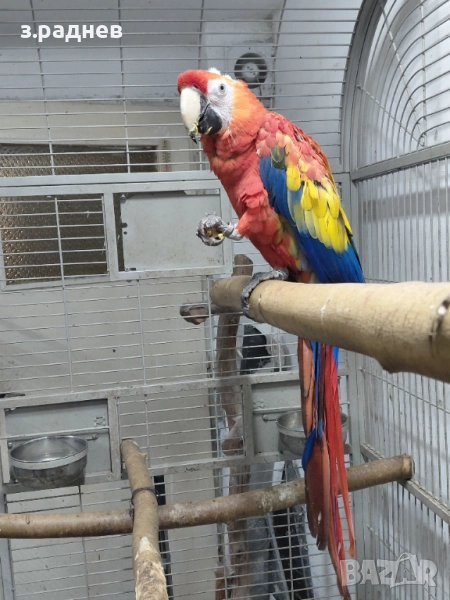 Ара макао, снимка 1