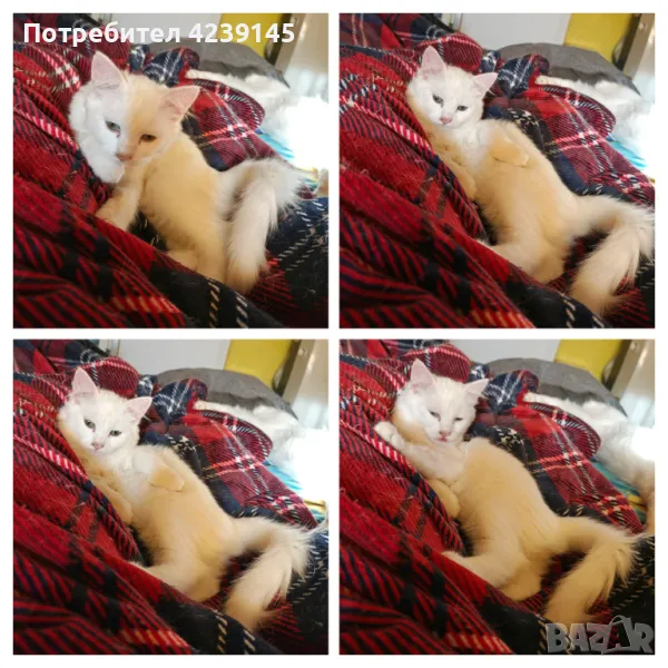 Котенца спешно търсят дом, снимка 1