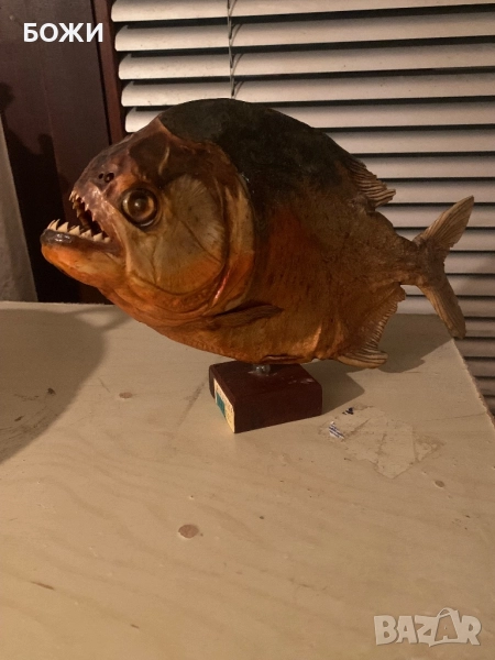 Рядка пираня от Бразилия – перфектна за декор/колекция, снимка 1