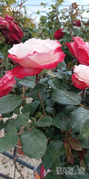 Щамбовидна роза Rosa ‘Nostalgie’ (Роза ‘Носталгия’), снимка 1