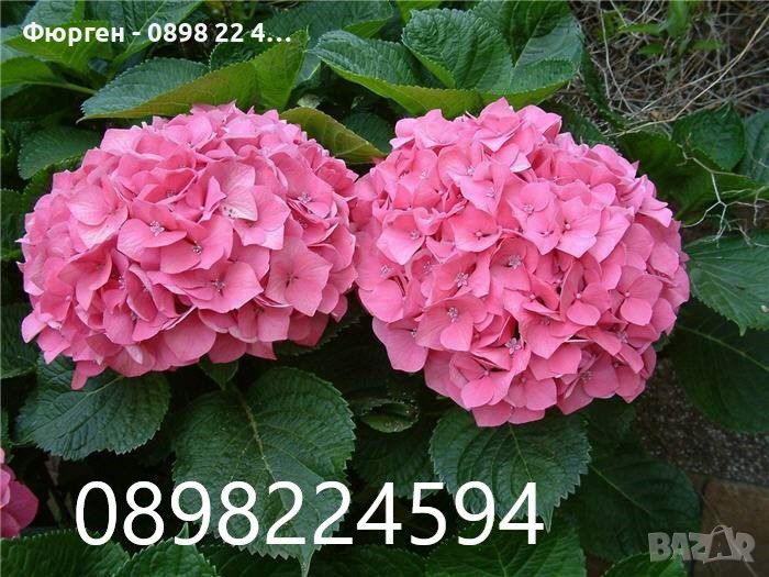  Хортензия -Hydrangea macrophylla, снимка 1