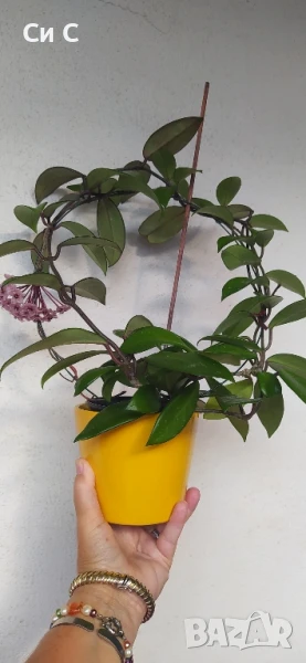 Ароматна ХОЯ 💯 ВОСЪЧЕ , снимка 1