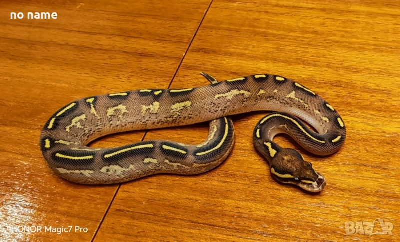 Кралски питони , снимка 1