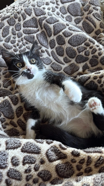 Ангорско Коте с Хигиенни Навици и Доставка до Вашия Град, снимка 1