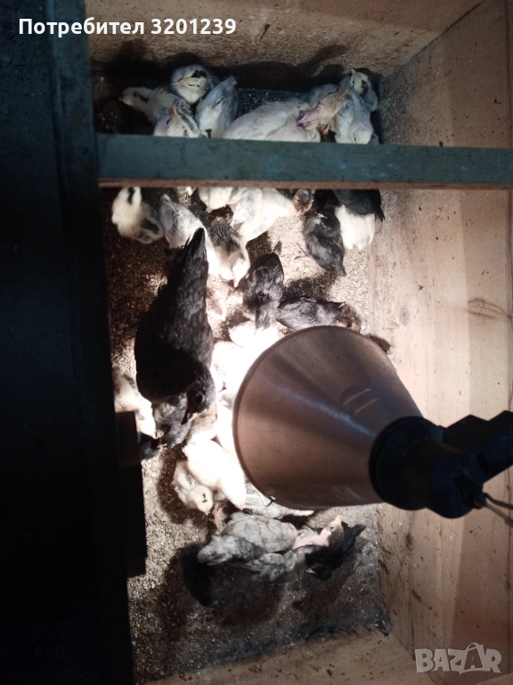 Продавам малки пилета , снимка 1