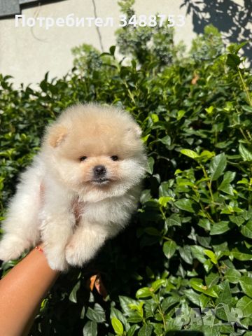 Померан, Pomeranian girl and boy , снимка 4 - Померан - 46496326