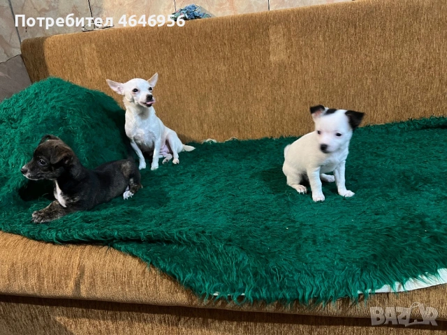 Чихуа - пинчер кучета, снимка 2 - Чихуахуа - 53512397