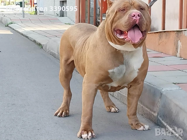 Американско Були Покет и Хл за Разплод, снимка 4 - Други - 47006995