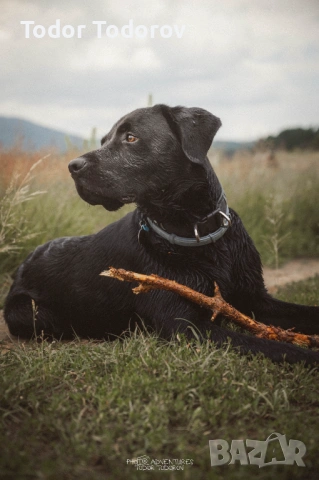 Фотосесия с домашен любимец | Истинска връзка, уловена в кадър, снимка 4 - Ветеринари и услуги - 53926420