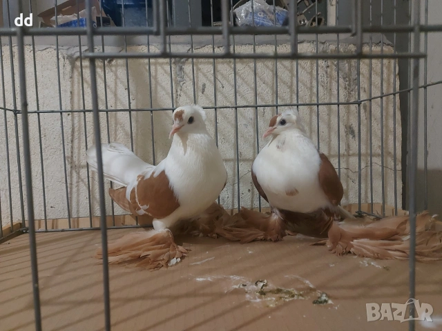 саксонски чайки 