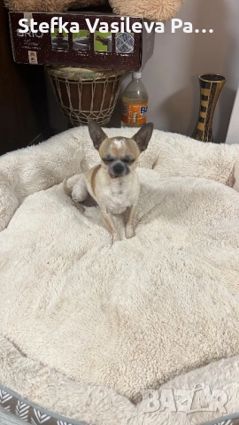 Женско мини мини чихи, снимка 5 - Чихуахуа - 53948487