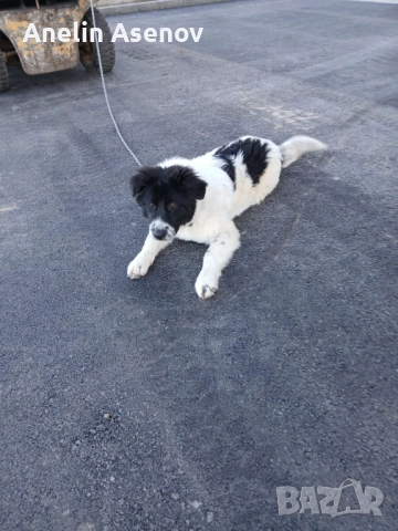 Каракачанка , снимка 3 - Каракачанска овчарка - 52791594