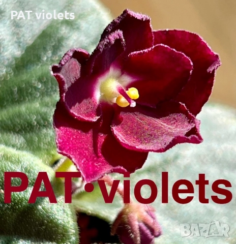 Saintpaulia Сейнтполия Сентполия African Violet Aфриканска теменужка стайна теменужка Фiалка, снимка 4 - Стайни растения - 50025772
