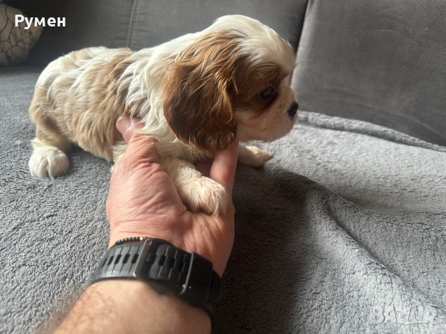 Продавам малки каварчета, снимка 12 - Кавалер кинг чарлз шпаньол - 53594873