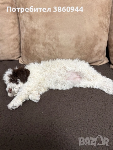 Женско лагото романьол, снимка 4 - Други - 54242943