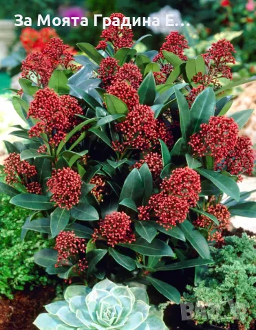 Скимия , снимка 2 - Градински цветя и растения - 49761859