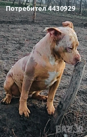 Американско Були XL, снимка 14 - Американски стафордширски териер - 53671438