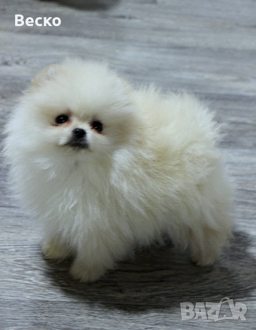 Померан мини мъжки , снимка 5 - Померан - 53731714