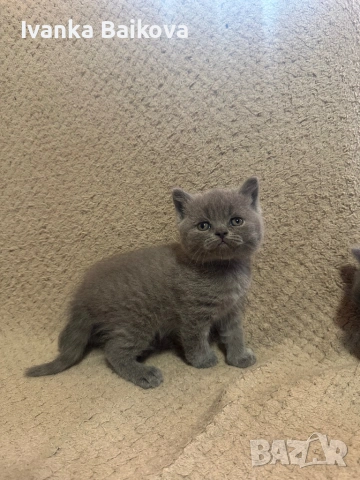 Британски момченца , снимка 3 - Британска късокосместа - 54283945