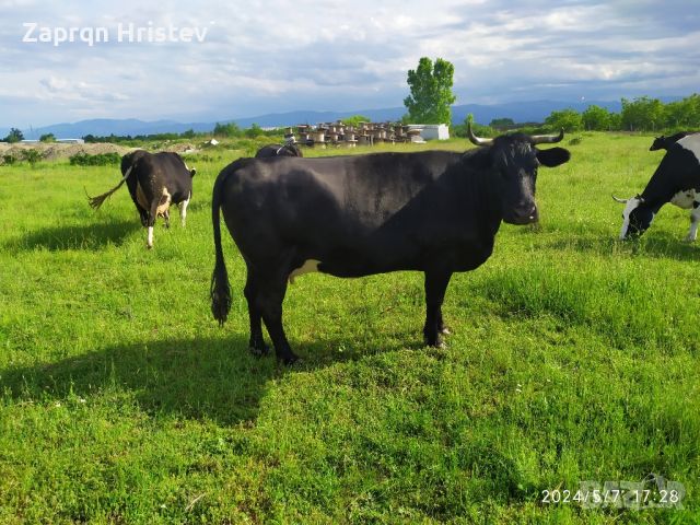 продавам говеда, снимка 2 - Крави - 46125864