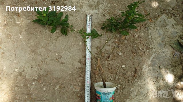 Коледна череша Solanum Йерусалимска череша, снимка 3 - Стайни растения - 46215292