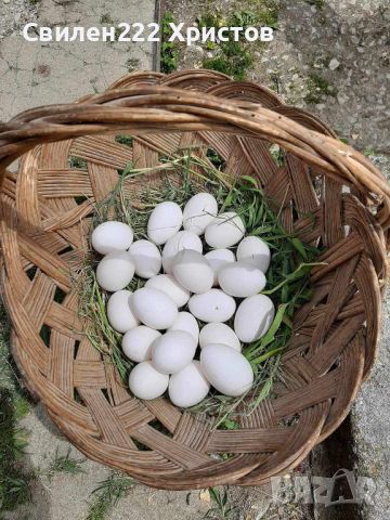 Легхорн и Маран черен мед;свободни яйца,пилета и кокошки кокошките са с записване и капаро., снимка 2 - други­ - 45826258
