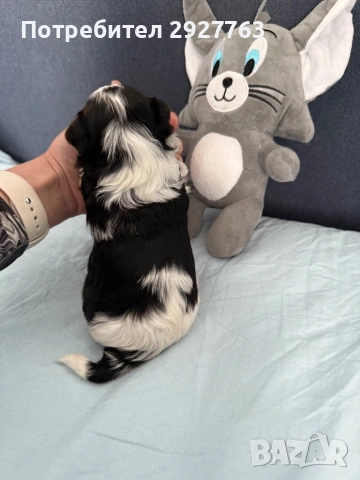 Йоркширски териер бивер, снимка 6 - Йоркширски териер - 53721743