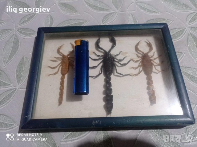 препарирани скорпиони