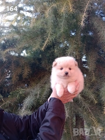 Бели и кремави мъжки Шпицлета. , снимка 7 - Померан - 53889413