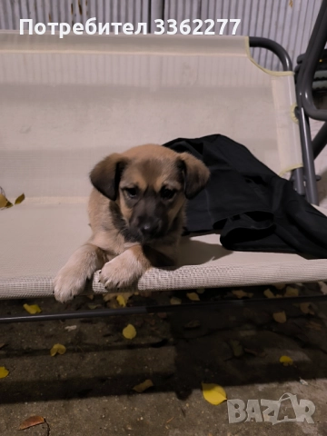 Кученца, снимка 2 - Други - 52153328