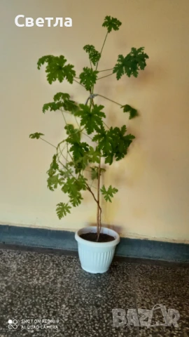 Продавам индрише