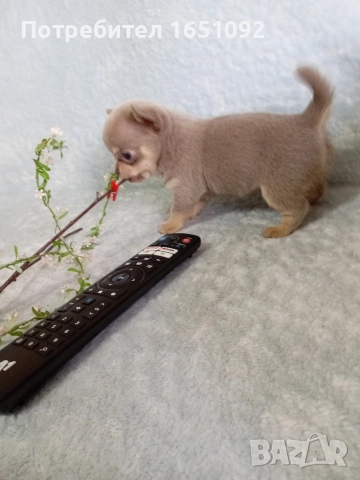 Чихуа, снимка 7 - Чихуахуа - 52441086