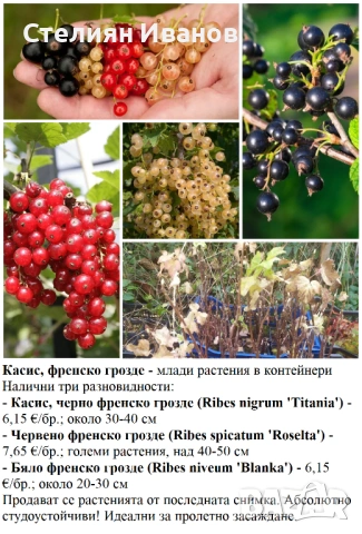 ПЛОДНИ ХРАСТИ В КОНТЕЙНЕРИ, снимка 13 - Градински цветя и растения - 53447504