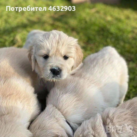 голдън ретривър кремав бонбон , снимка 3 - Голдън ретривър - 52804530