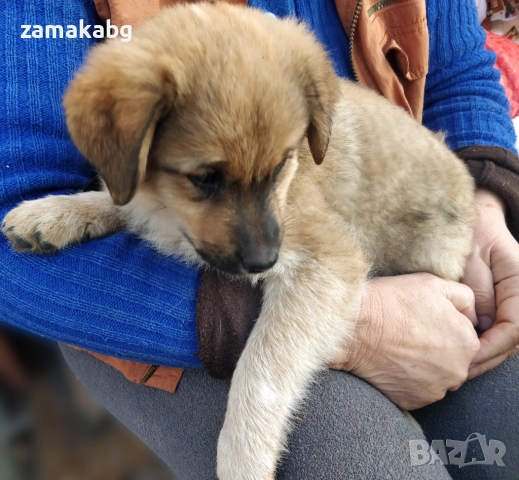 Подаряваме кученца бездомничета пухени бобчета, снимка 9 - Други - 52430271