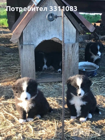 Свободни Бордър Колита, снимка 3 - Бордър коли - 53112412