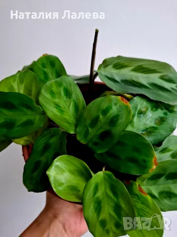 Маранта, maranta cristata, снимка 1 - Стайни растения - 48782300