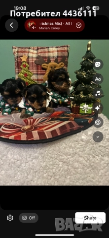 Три мъжки йоркита от родословни родители“, снимка 5 - Йоркширски териер - 52836585