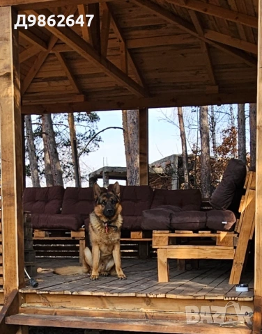 Мъжка немска овчарка за разплод, снимка 3 - Немска овчарка - 54053730