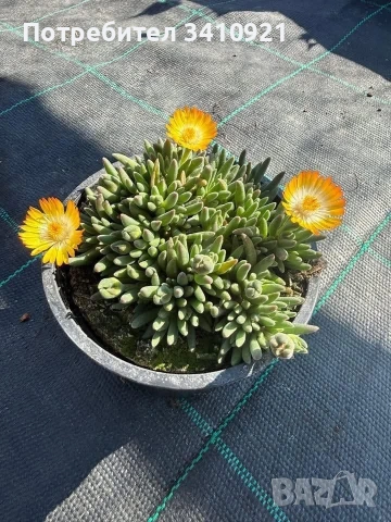 Делосперма 9 цвята, снимка 8 - Градински цветя и растения - 53849022