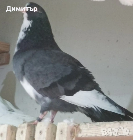 Чифт гълъби на глас 