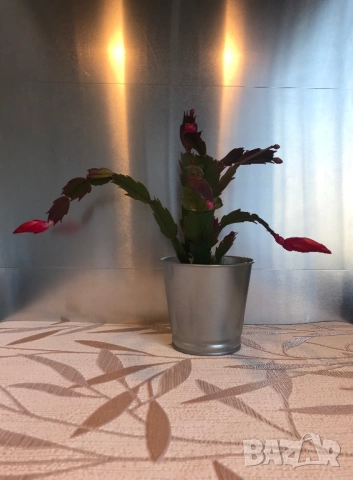 Коледниче, снимка 3 - Стайни растения - 52606174